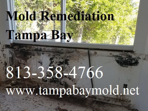 TampaBayMold.net - Clearwater FL business image in Clearwater, Florida